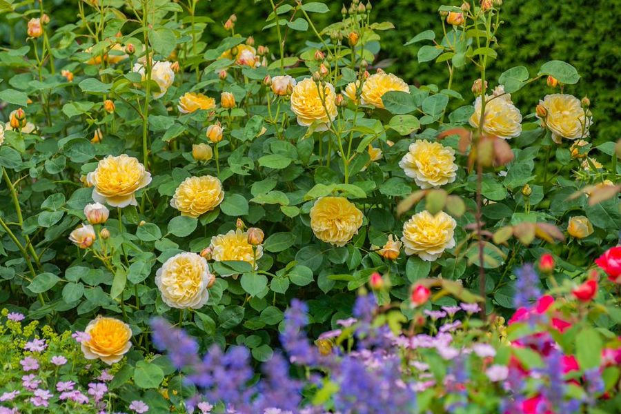 mały ogrodek pełen róż